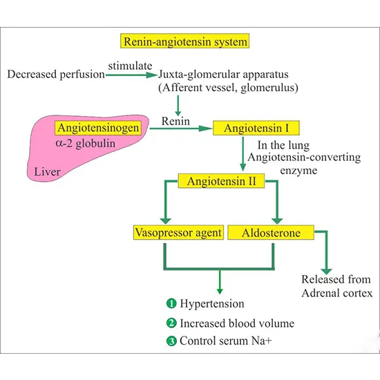 Aldosterone-Plasma Renin Activity